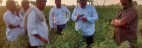 (5) Chilli Field with People - Guntur, India